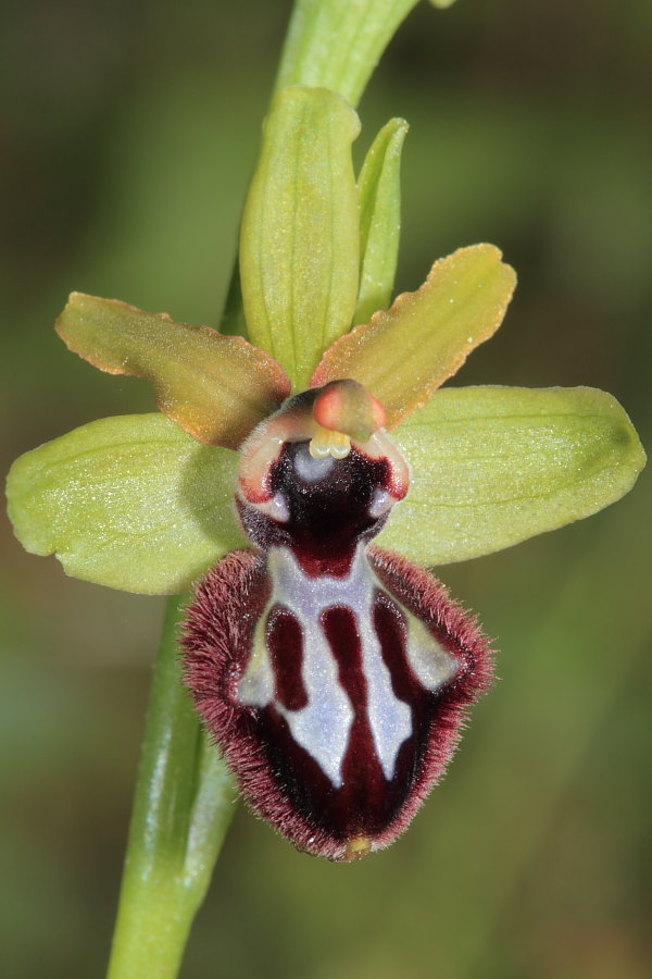 Sfogliavo le foto......un paio di Ophrys incubacea!